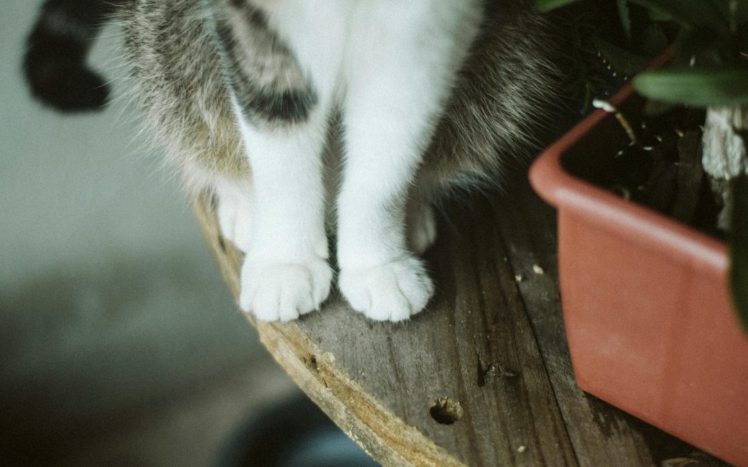 The Joy of Adopting Pets: A Heartwarming Journey