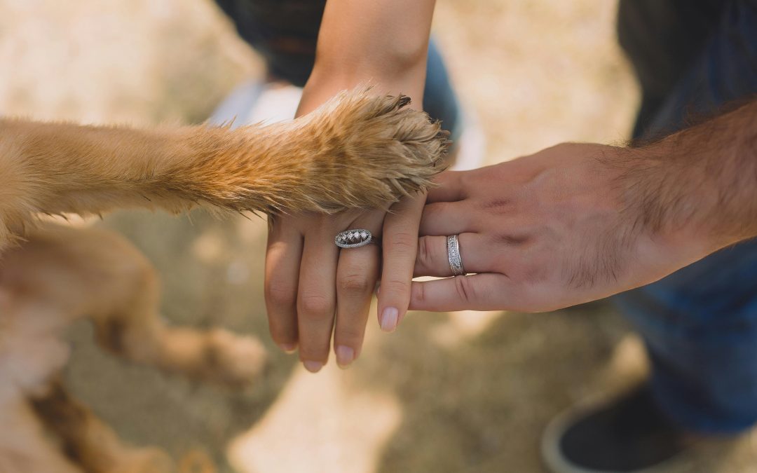 From Rescue to Best Friend: Caring for Your Newly Adopted Dog