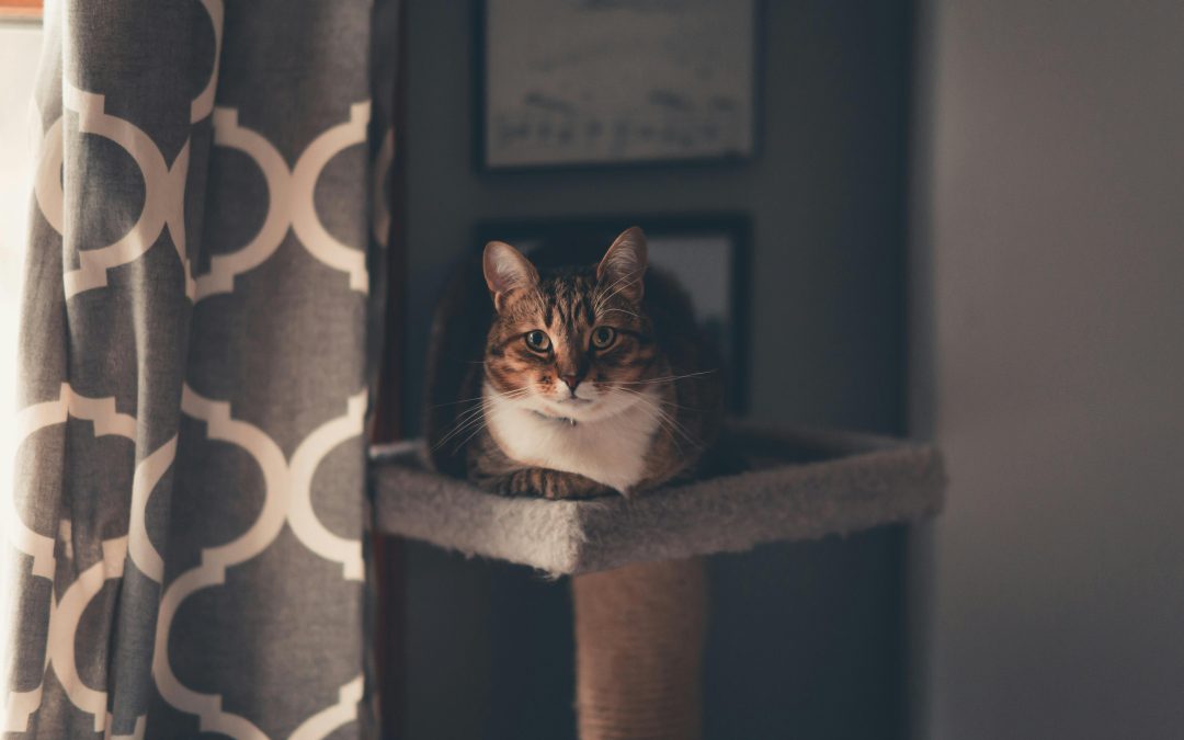 The Joy of Adopting a Cat: Why Rescuing is Rewarding