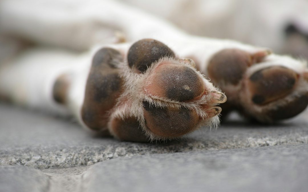 Finding Your Perfect Match: Tips for Adopting the Right Pet
