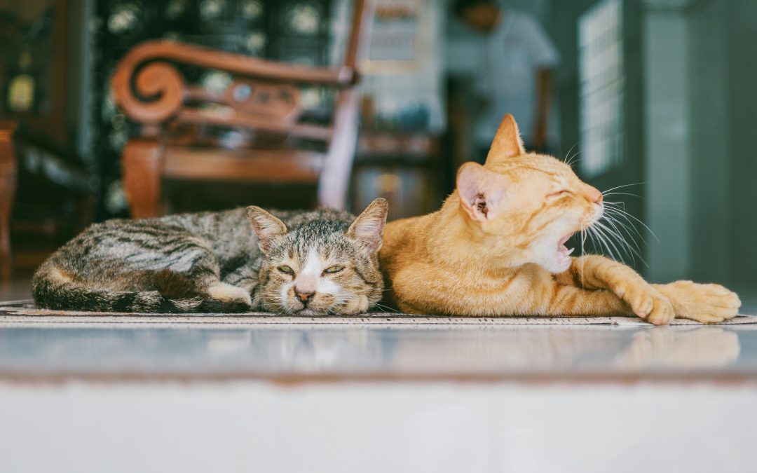 Caring for Your Adopted Cat: Tips for Providing the Best Possible Care