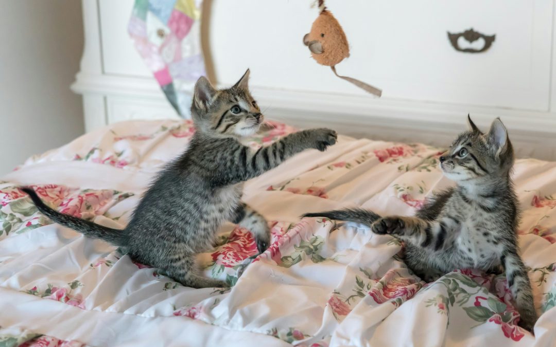 From Shelter to Sofa: Caring for Your Newly Adopted Cat