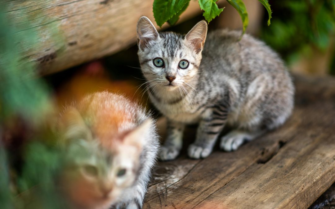 The Benefits of Adopting a Cat: Why Rescue Cats Make Great Pets