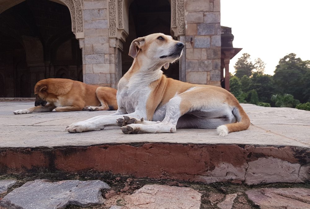 Love, Not Lockdown: A Humane Path for Delhi’s Stray Dogs