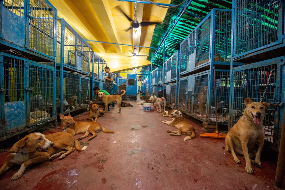 One Million Dogs, One Million Lives: Why Delhi Cannot Cage Its Way Out of the Stray Dog Crisis