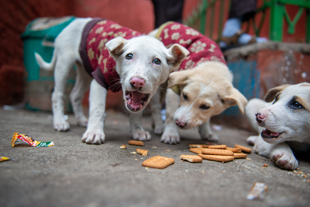 Fear Won’t Stop Rabies: The Truth About Safety and Stray Dogs in Delhi
