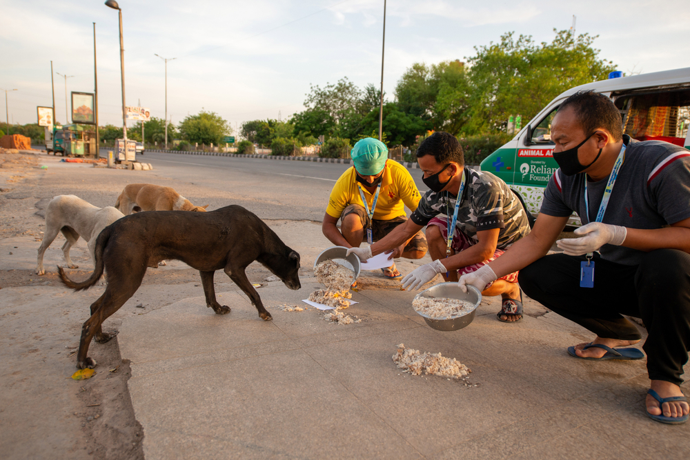 Compassion vs. Cages: Why India’s Stray Dogs Deserve Better