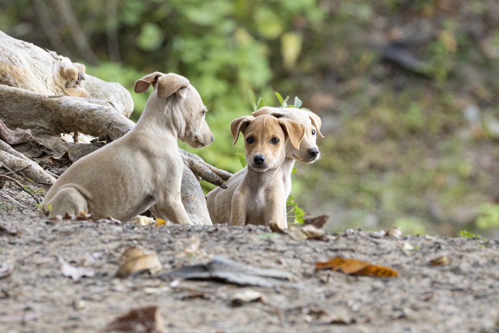 Responsible Pet Adoption in India: What Every Family Should Know Before Bringing a Pet Home