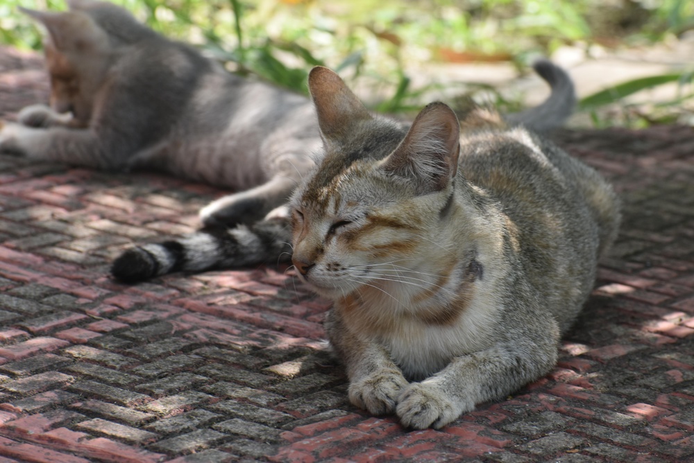 Why Adoption Matters More Than Ever for India’s Community Animals